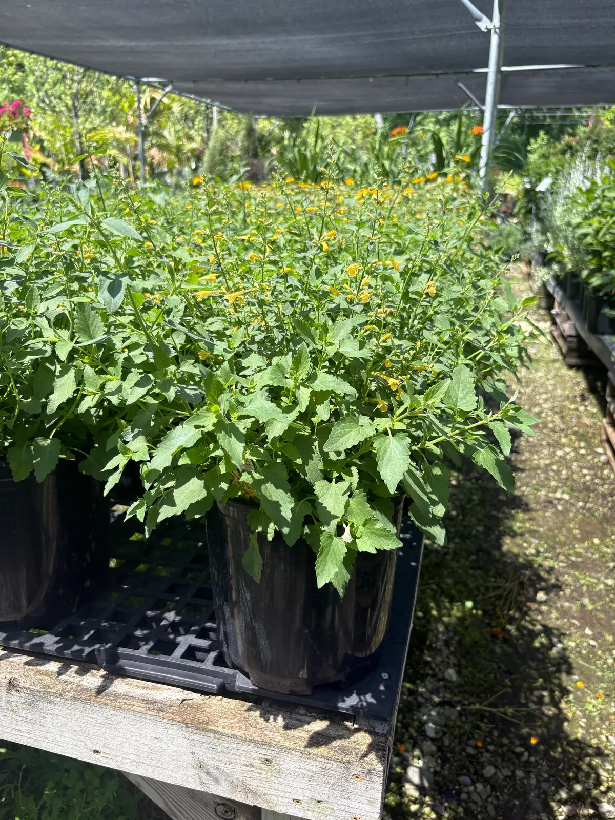 Summerlong™ Lemon Mexican Giant Hyssop