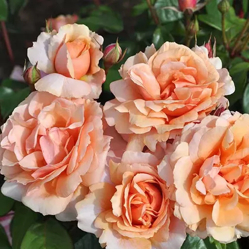 sunbelt-soul-sister-potted-rose-bush Sunbelt Soul Sister™ Potted Rose Bush