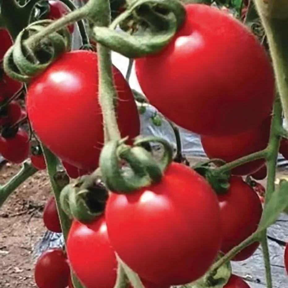 sunbunch-hybrid-tomato SunBunch Hybrid Tomato