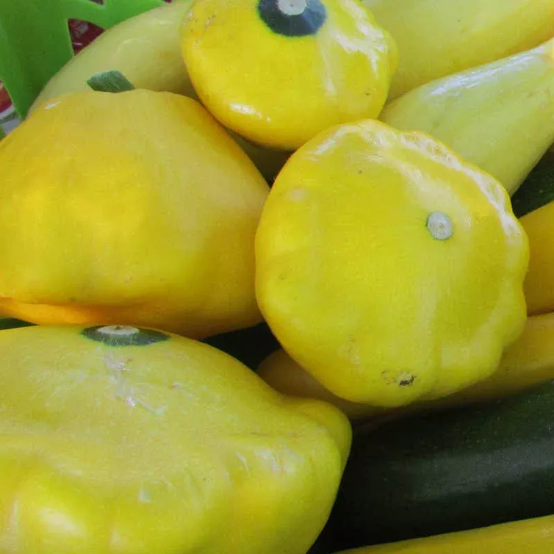 Sunburst Hybrid Squash