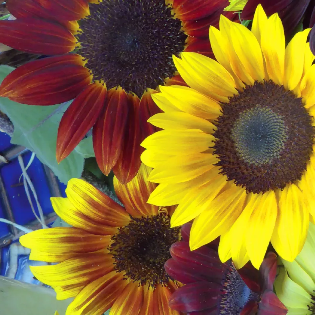 sunflower-all-sorts-mix-bulk-seed Sunflower, All Sorts Mix - Bulk Seed