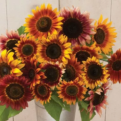 sunflower-autumn-beauty Sunflower 'Autumn Beauty'