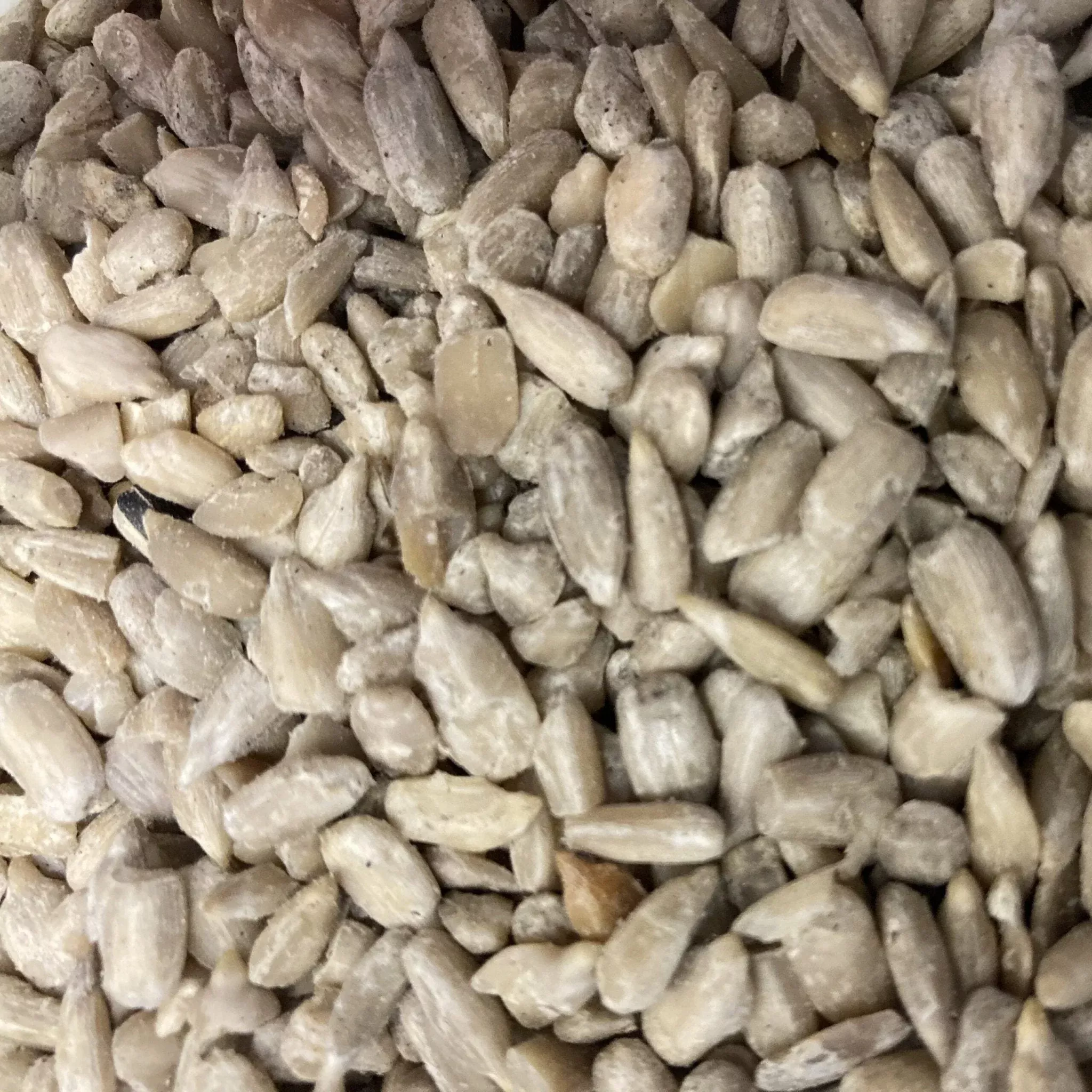 Sunflower Chips [5 sizes]