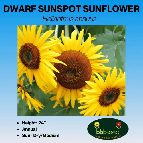 sunflower-dwarf-sunspot-helianthus-annuus Sunflower, Dwarf Sunspot – Helianthus annuus