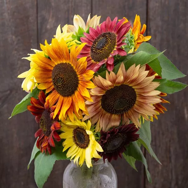 sunflower-fireworks-blend Sunflower: Fireworks Blend