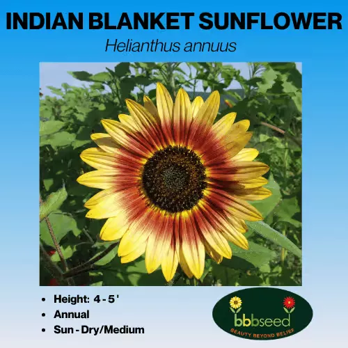 sunflower-indian-blanket-helianthus-annuus Sunflower, Indian Blanket – Helianthus annuus