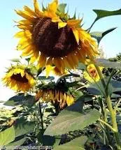 Sunflower, Mammoth Grey Stripe