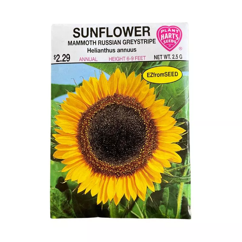 sunflower-mammoth Sunflower 'Mammoth'