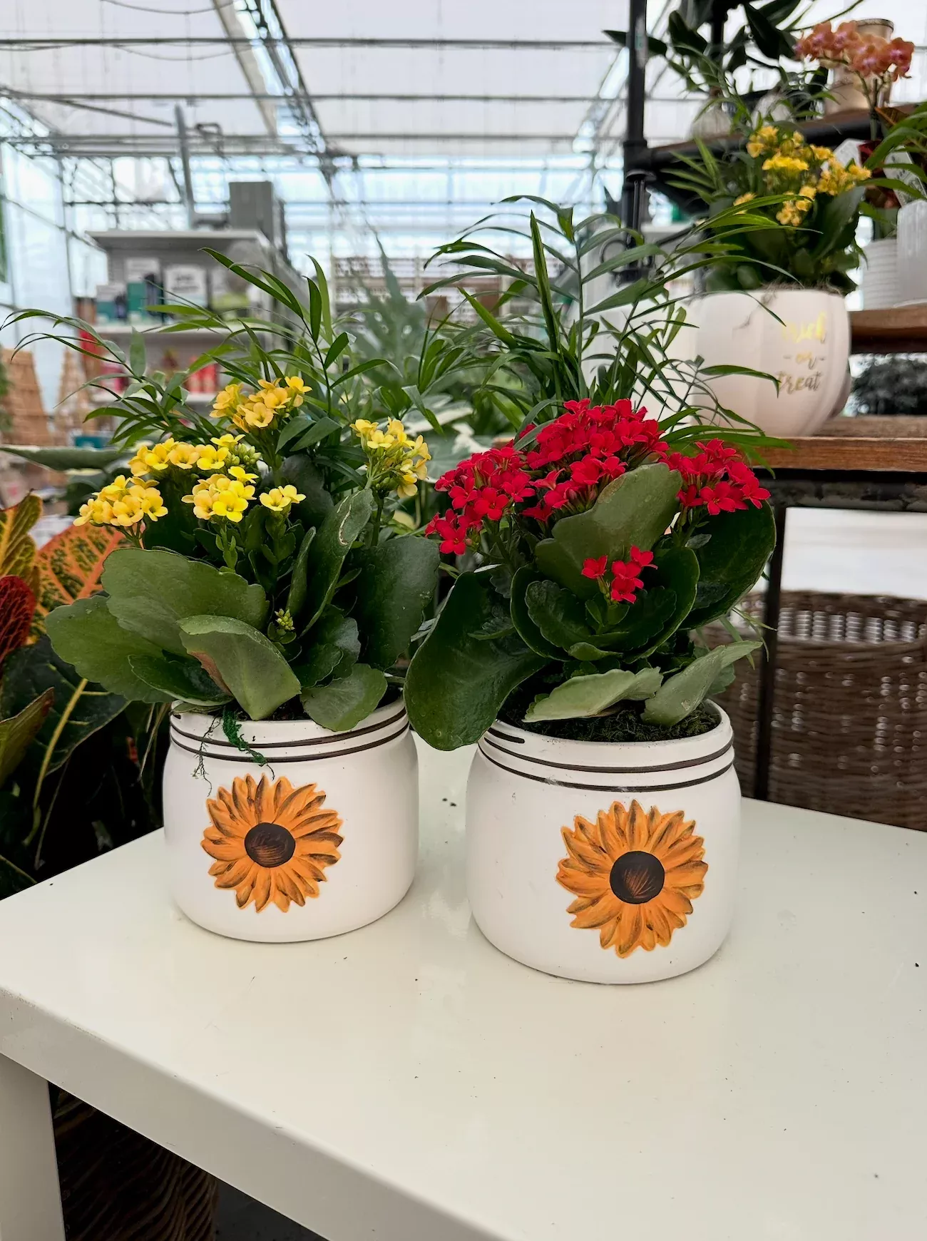 Sunflower Mason Jar w/ Plant