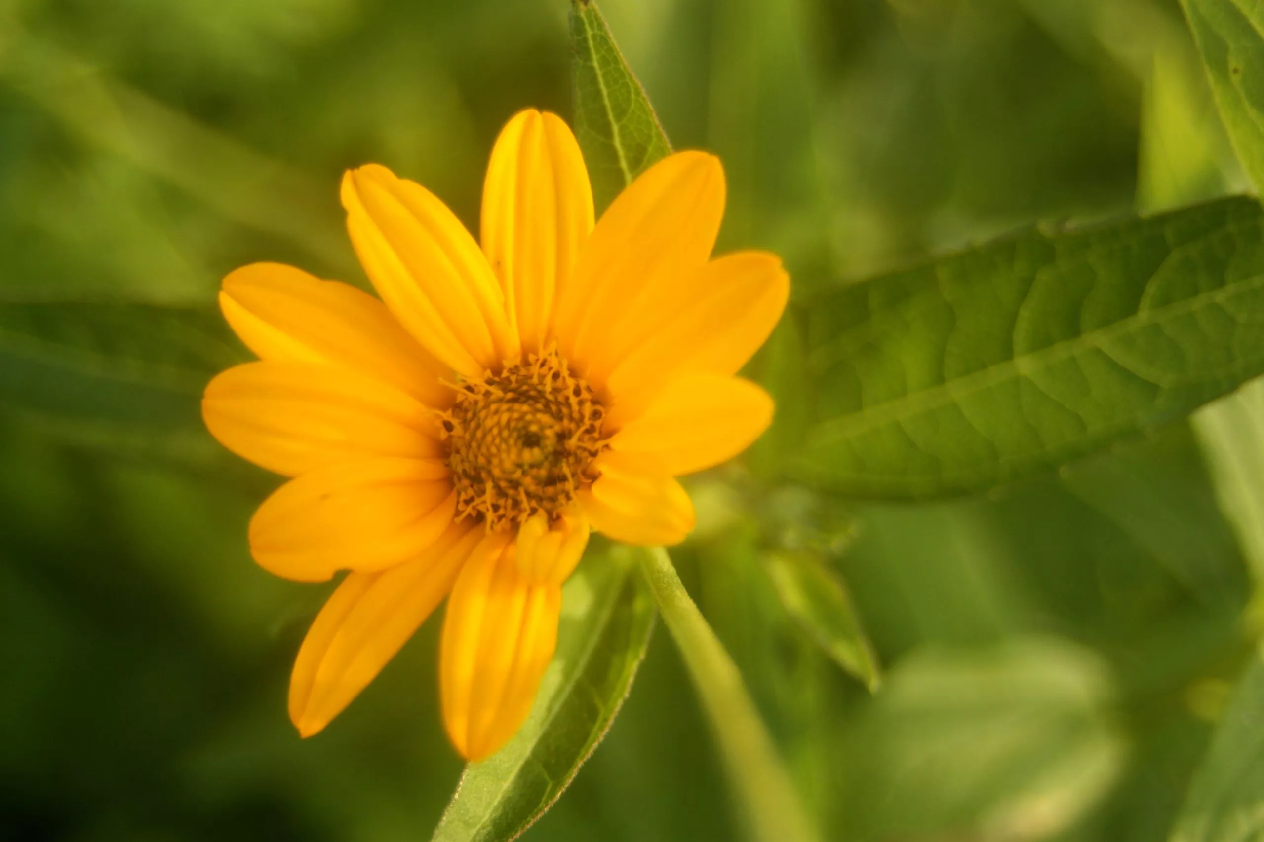 sunflower-ox-eye Sunflower, Ox-eye