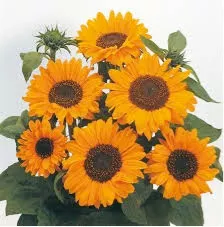 Sunflower 'Soraya'