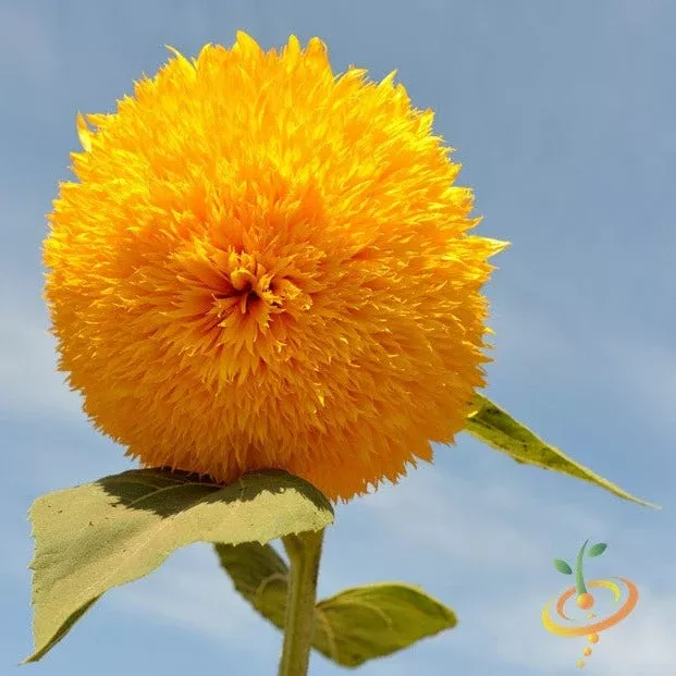 sunflower-sun-gold-tall-flower-seeds Sunflower, Sun Gold (Tall) Flower seeds