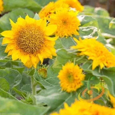 sunflower-sunspot-dwarf-flower-seeds Sunflower, Sunspot (Dwarf) Flower seeds
