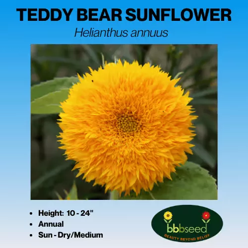 sunflower-teddy-bear-helianthus-annuus Sunflower, Teddy Bear – Helianthus annuus