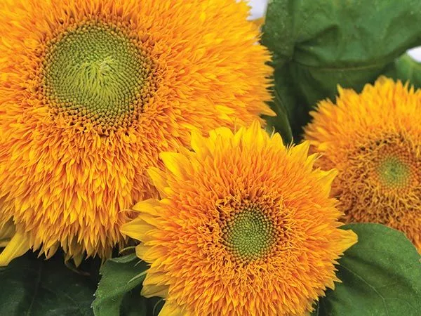 sunflower-teddy-bear Sunflower 'Teddy Bear'