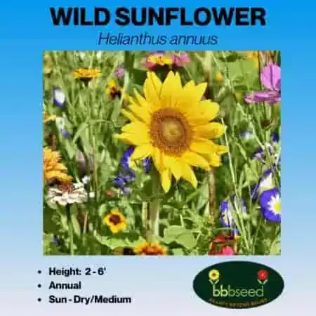 Sunflower, Wild – Helianthus annuus