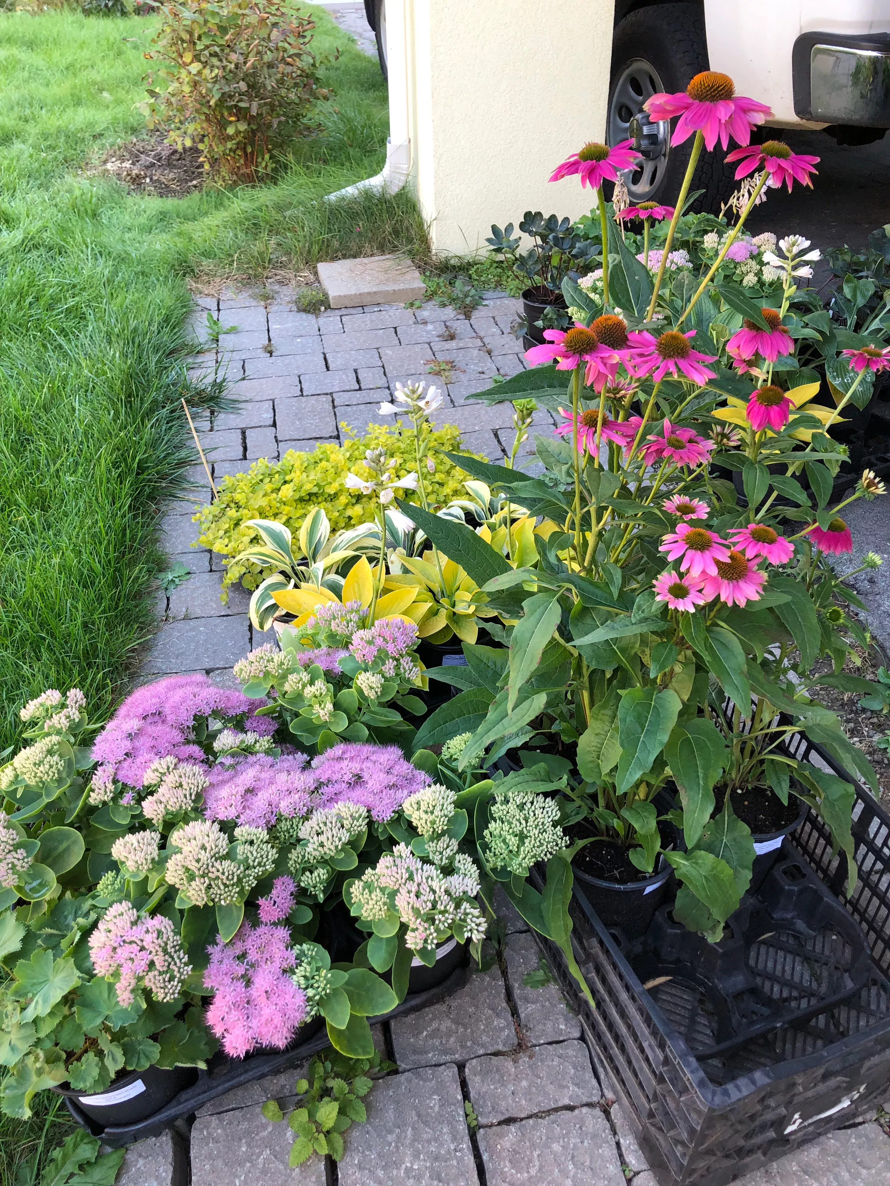 sunny-garden-pack Sunny Garden Pack