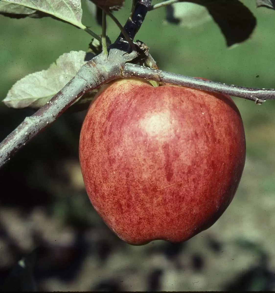 sunrise-apple Sunrise Apple