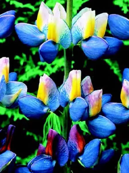 sunrise-lupine-seeds Sunrise Lupine Seeds