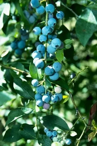 sunshine-blue-blueberry Sunshine Blue Blueberry