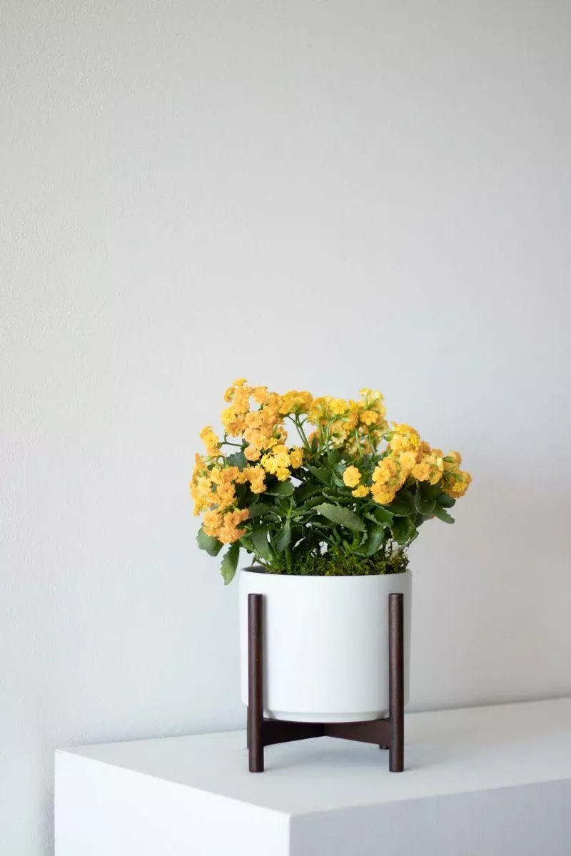 sunshine-calandiva-1-2ft-tall-medium-mid-century-ceramic Sunshine Calandiva 1-2ft tall Medium Mid-Century Ceramic