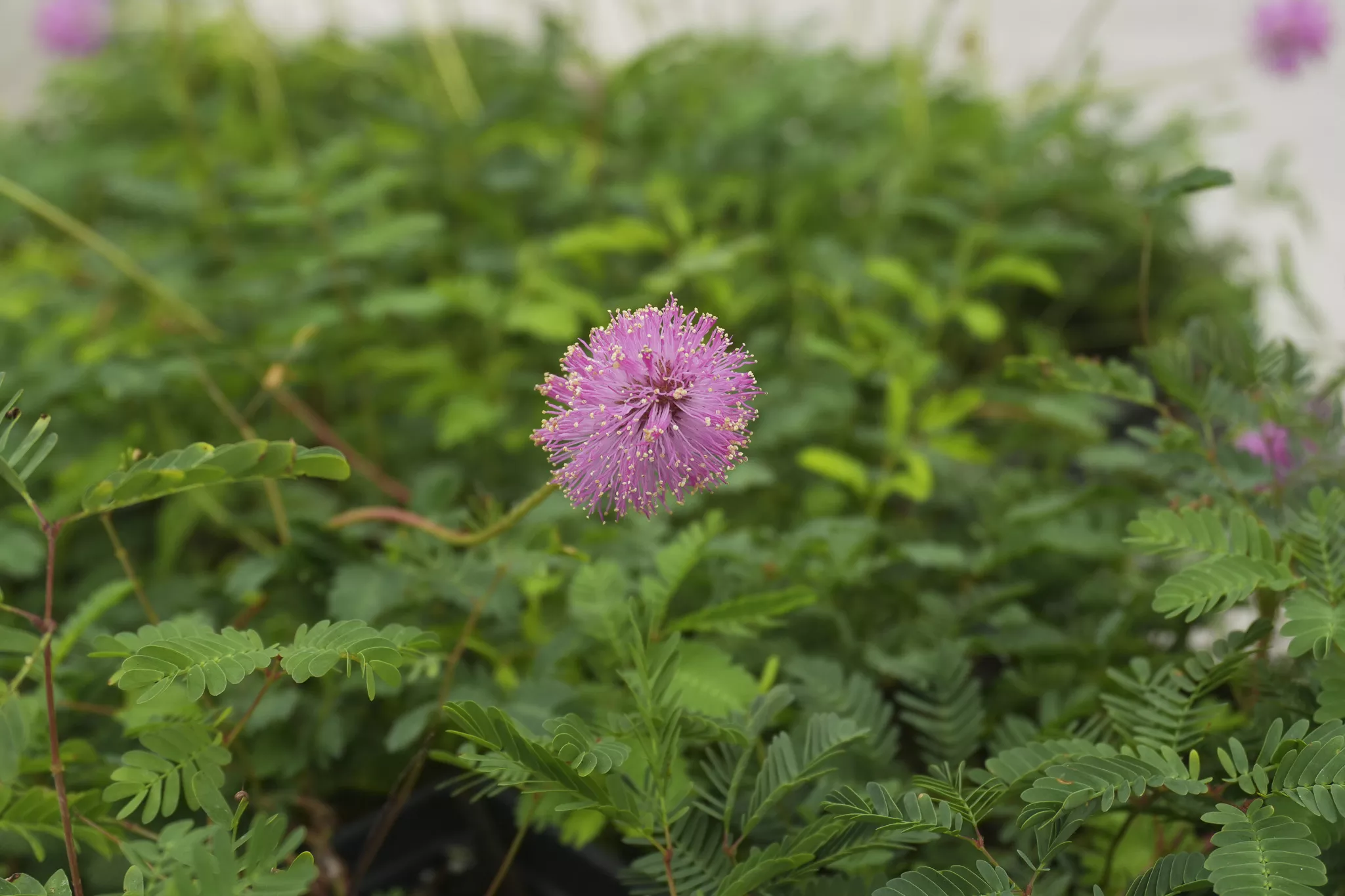 sunshine-mimosa Sunshine Mimosa