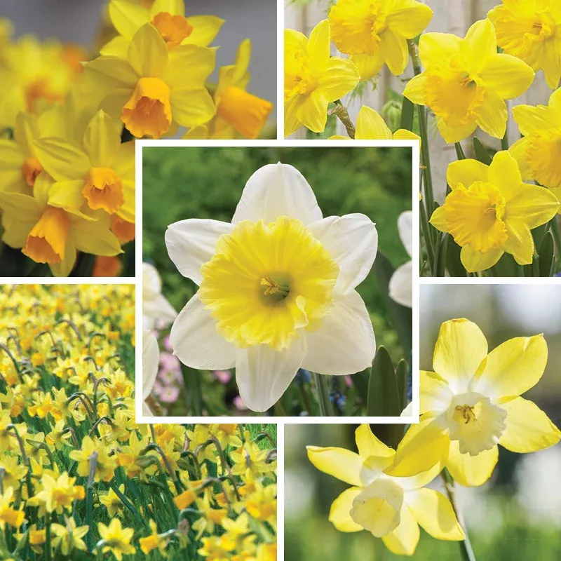 Sunshine Naturalizing Bulb Collection