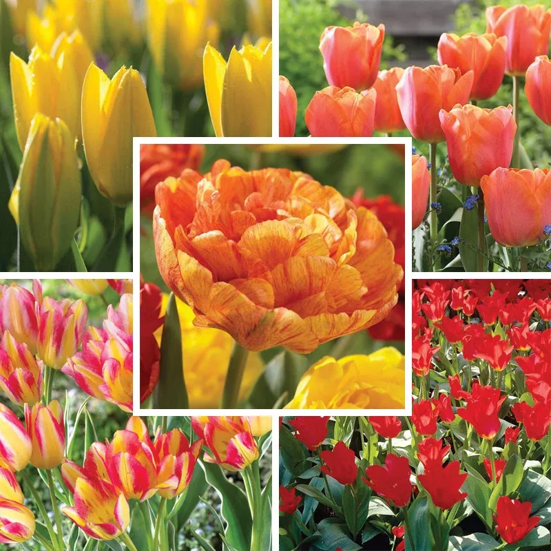 sunshine-tulip-flower-bulb-collection Sunshine Tulip Flower Bulb Collection