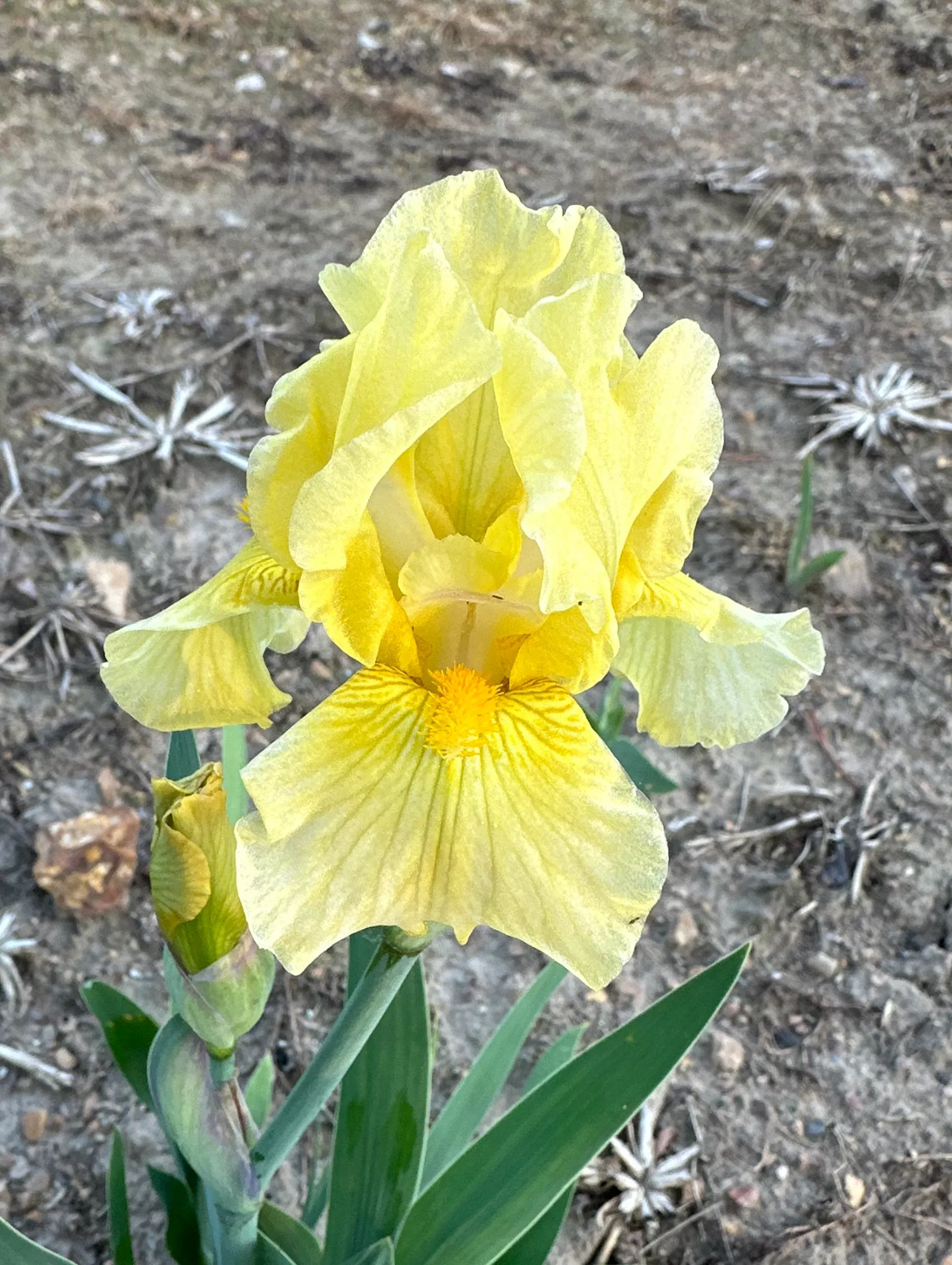 Sunshiny