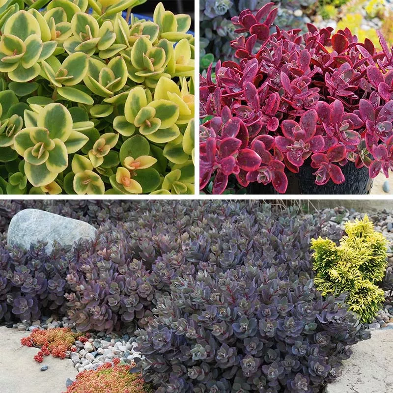 sunsparkler-sedum-collection SunSparkler Sedum Collection