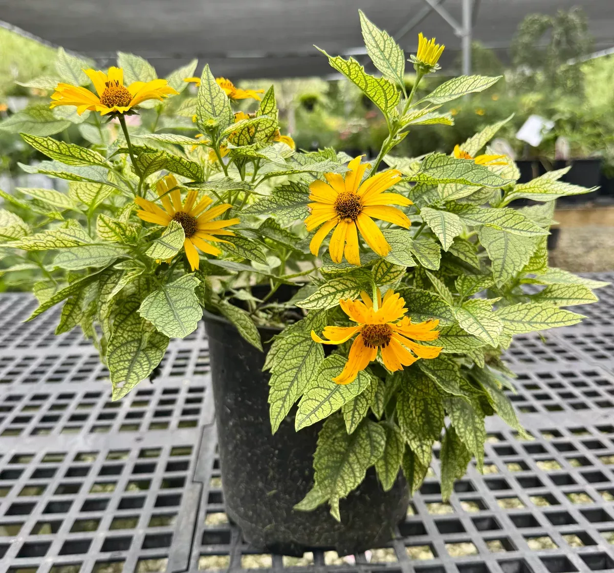 sunstruck-false-sunflower Sunstruck False Sunflower