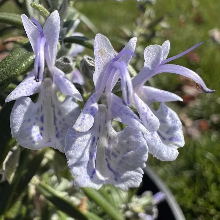 super-arp-rosemary Super Arp Rosemary