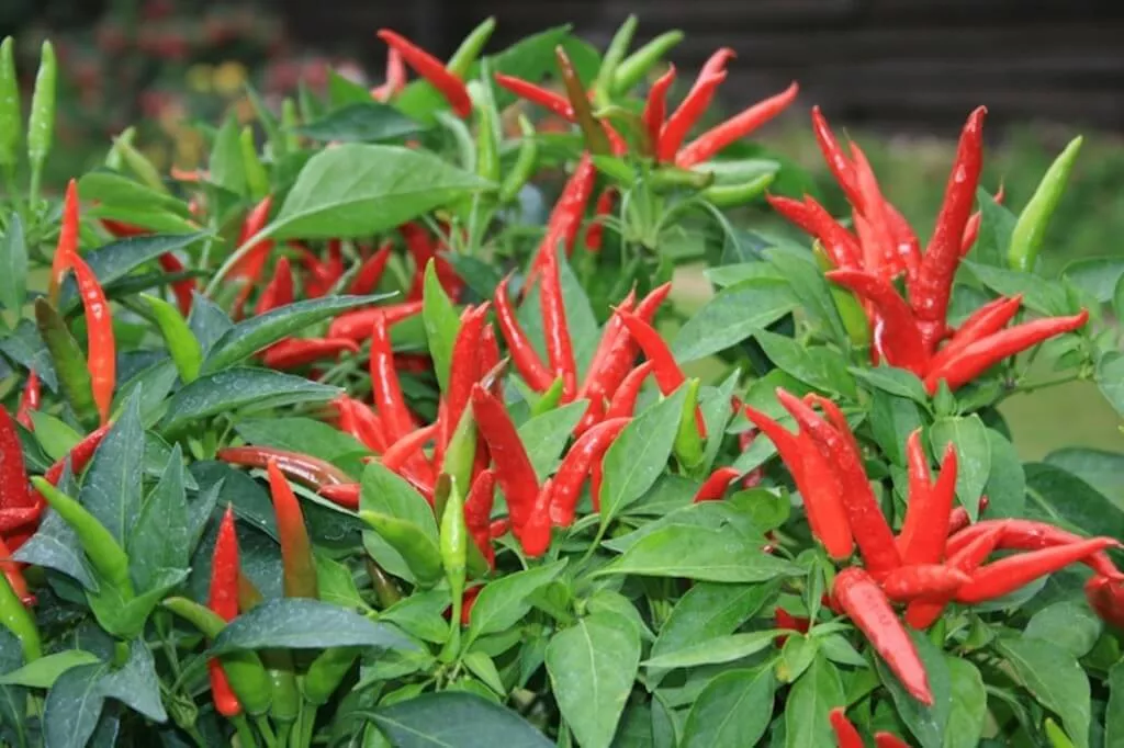 Super Chile