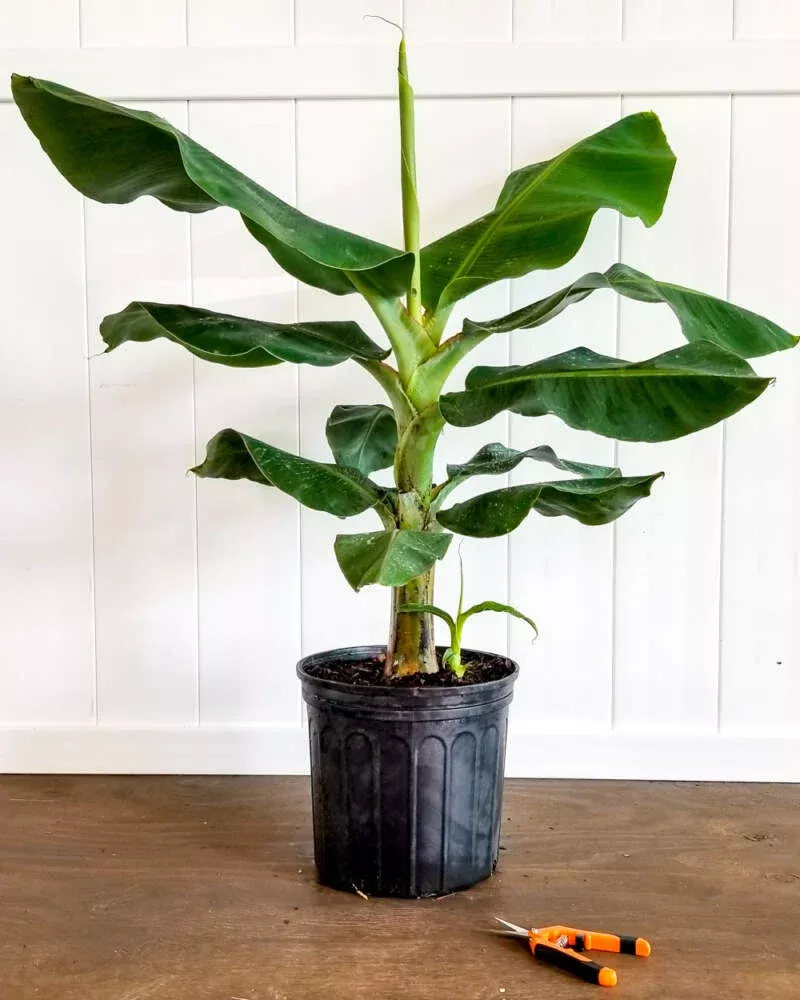super-dwarf-cavendish-banana Super Dwarf Cavendish Banana