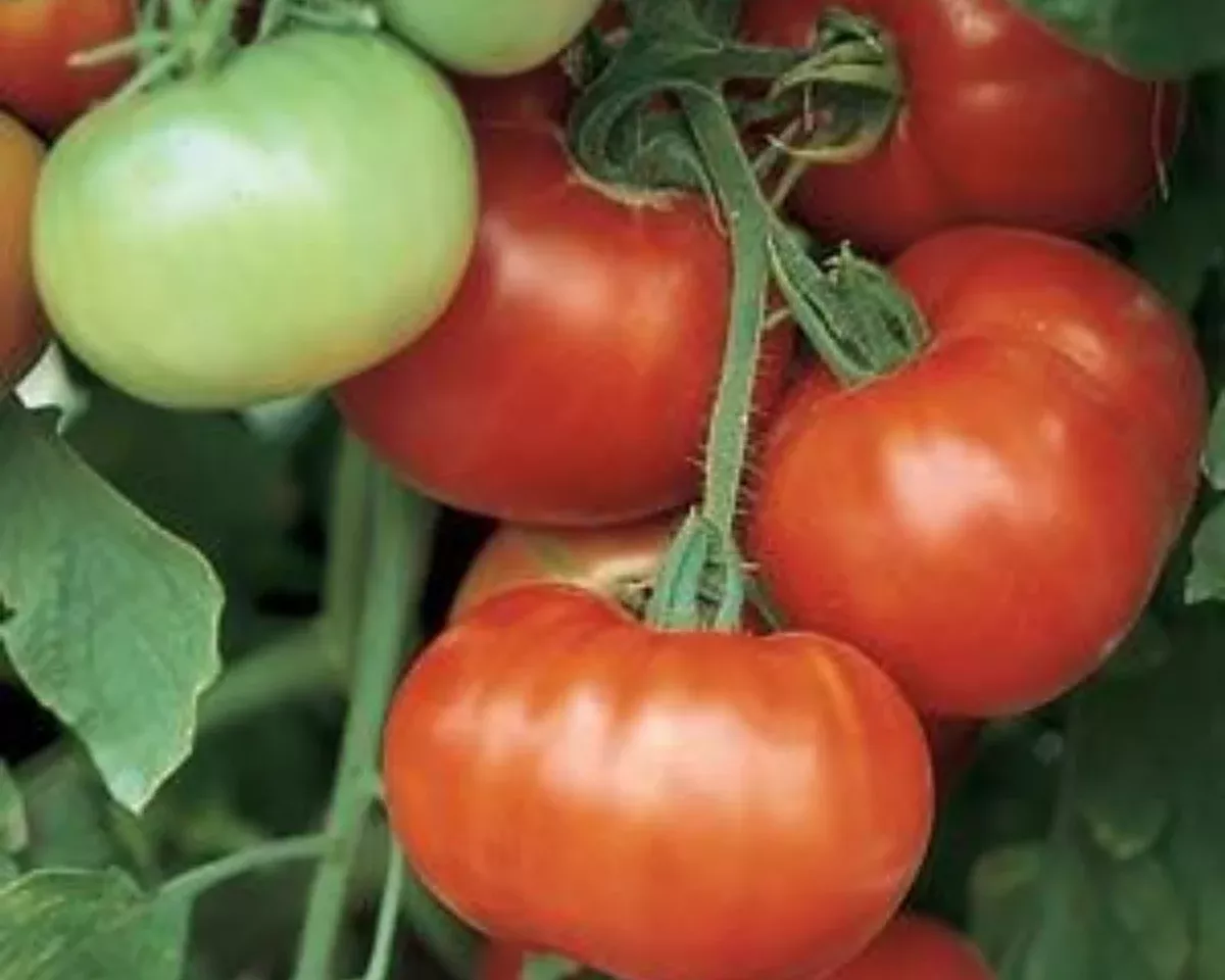 super-fantastic-hybrid-vfn-tomato-seeds Super Fantastic Hybrid VFN Tomato Seeds