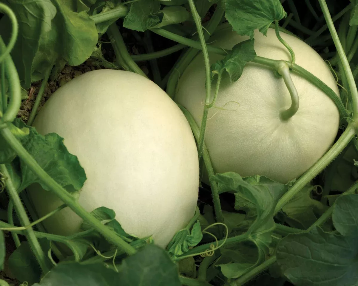 super-nectar-hybrid-honeydew-melon-seeds Super Nectar Hybrid Honeydew Melon Seeds