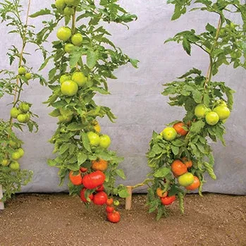 Super Strong VFFFNT Hybrid Tomato Rootstock