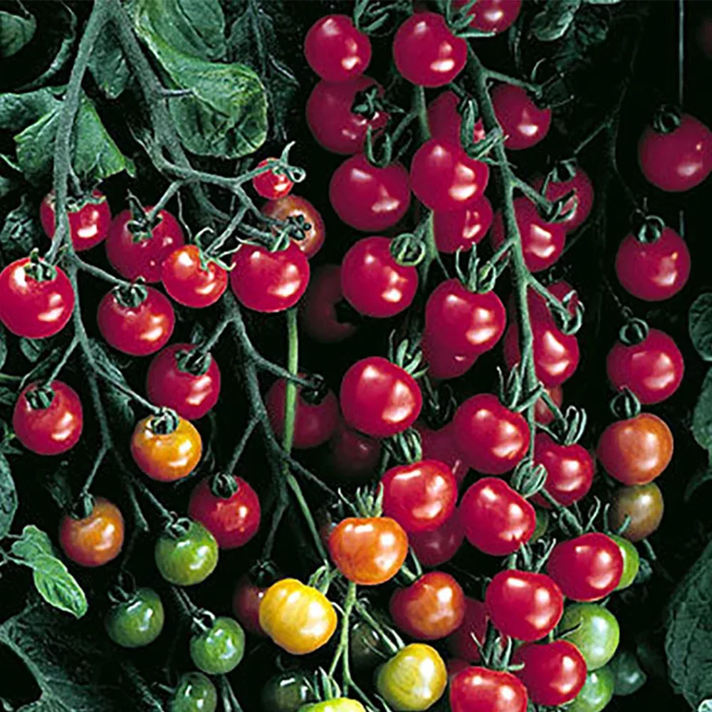 super-sweet-100-vf-hybrid-tomato Super Sweet 100 VF Hybrid Tomato