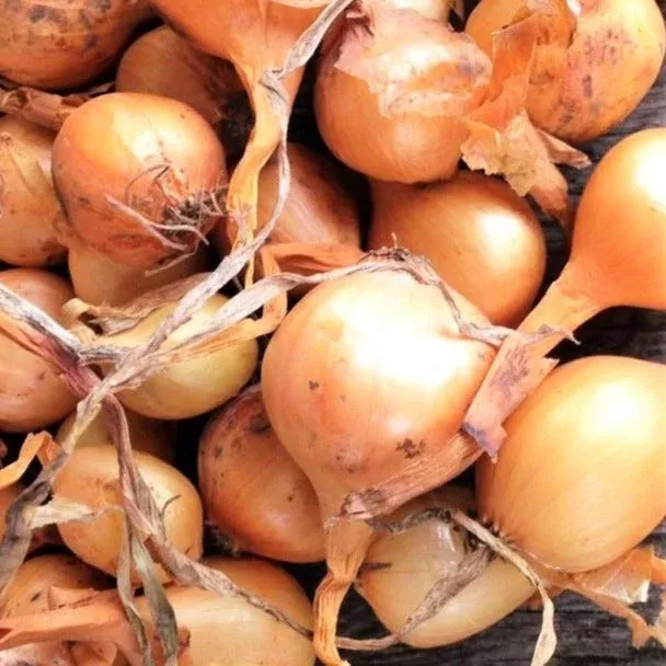 Super Sweet Candy Onion Sets (Bulbs)