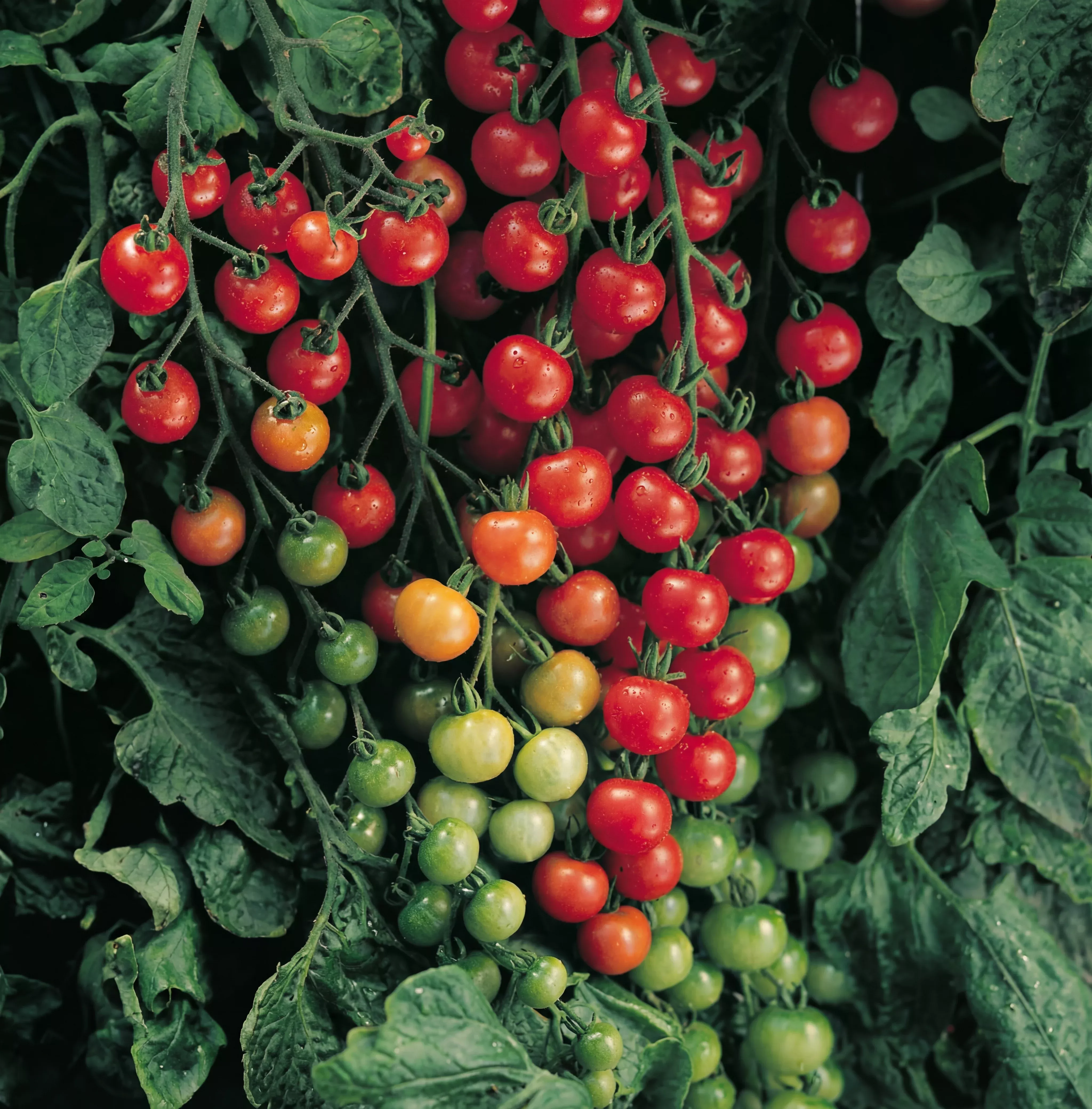 super-sweet-tomato-seeds Super Sweet Tomato Seeds