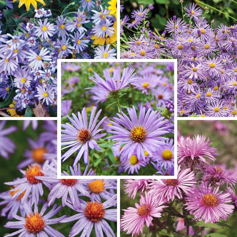 Superstar Aster Collection