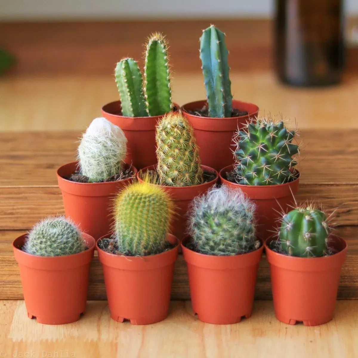surprise-cactus-succulent-variety-pack Surprise Cactus & Succulent Variety Pack