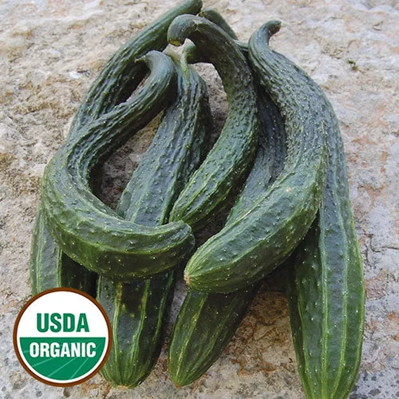 suyo-long-cucumber-seeds-organic Suyo Long Cucumber Seeds (Organic)