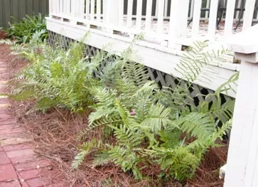 swamp-fern Swamp Fern