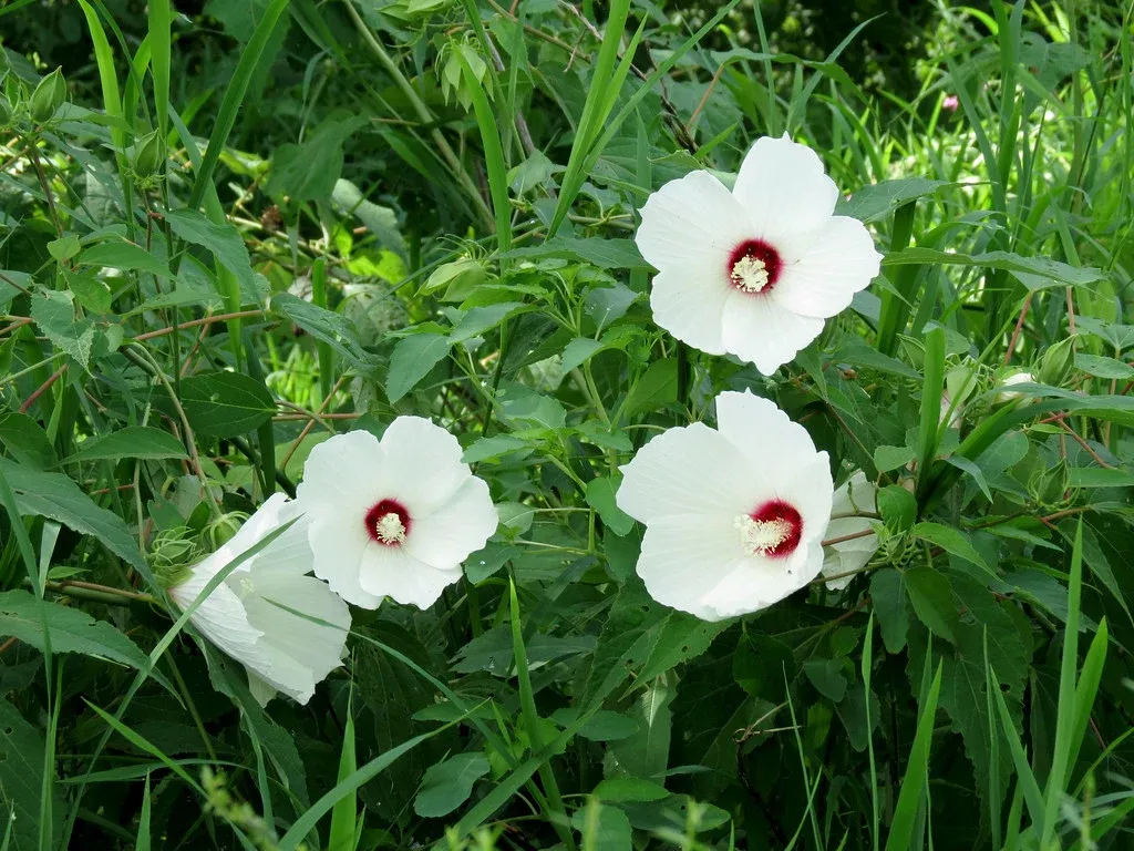 swamp-hibiscus Swamp Hibiscus