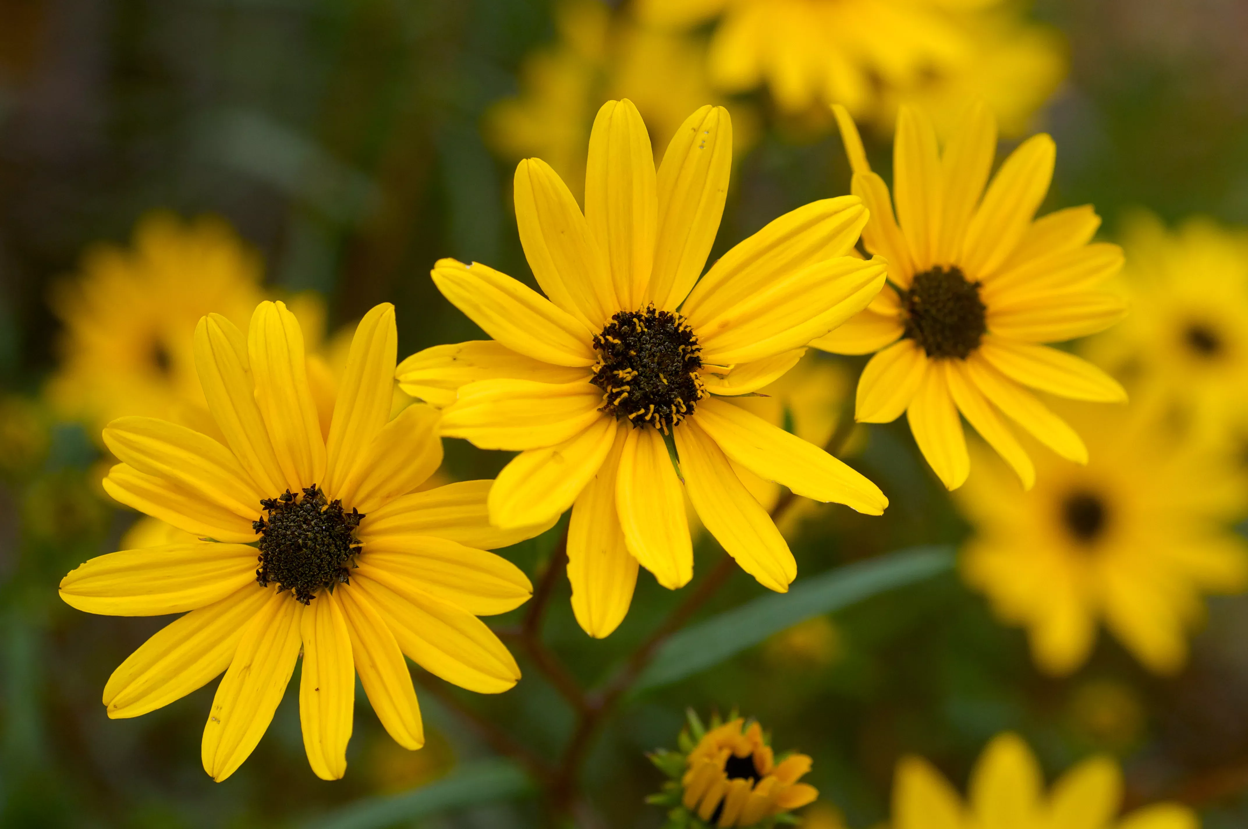 swamp-sunflower Swamp Sunflower