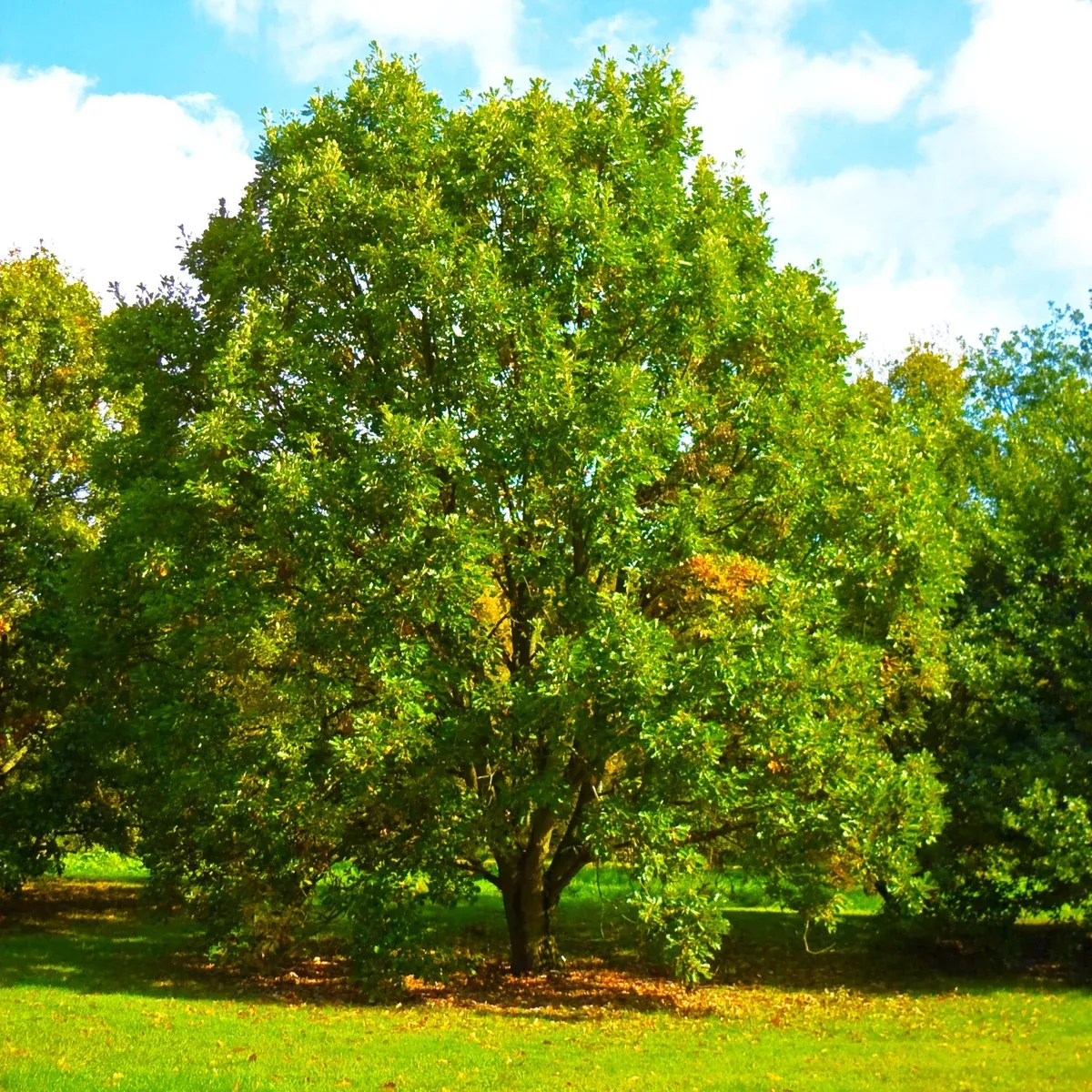 swamp-white-oak Swamp White Oak