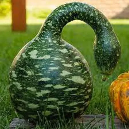 swan-gourd Swan Gourd