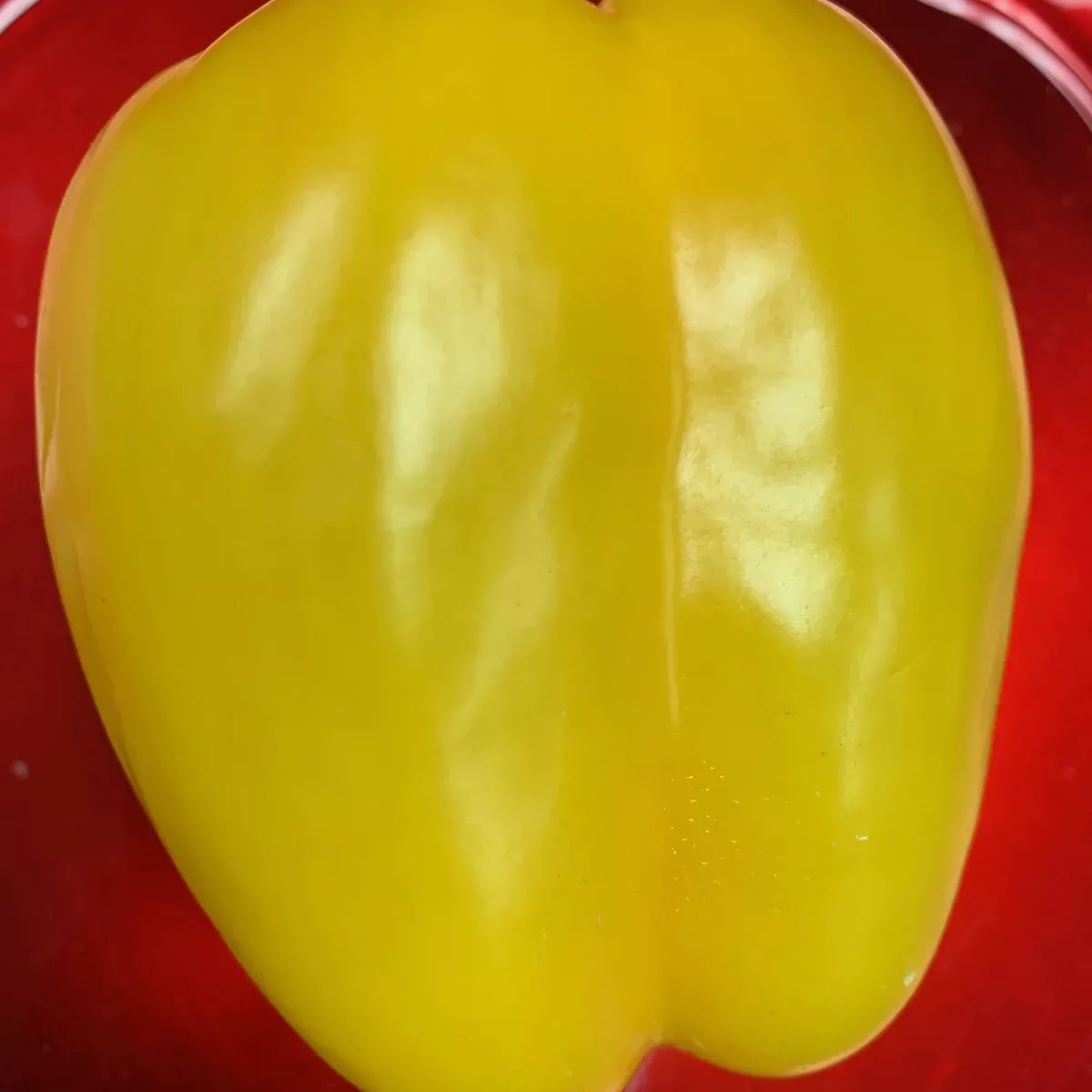 sweet-amarillo-hybrid-pepper Sweet Amarillo Hybrid Pepper