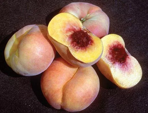 sweet-bagel-peach Sweet Bagel Peach
